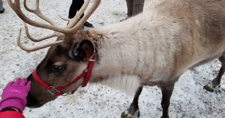 Winter Magic at Leavenworth Reindeer Farm