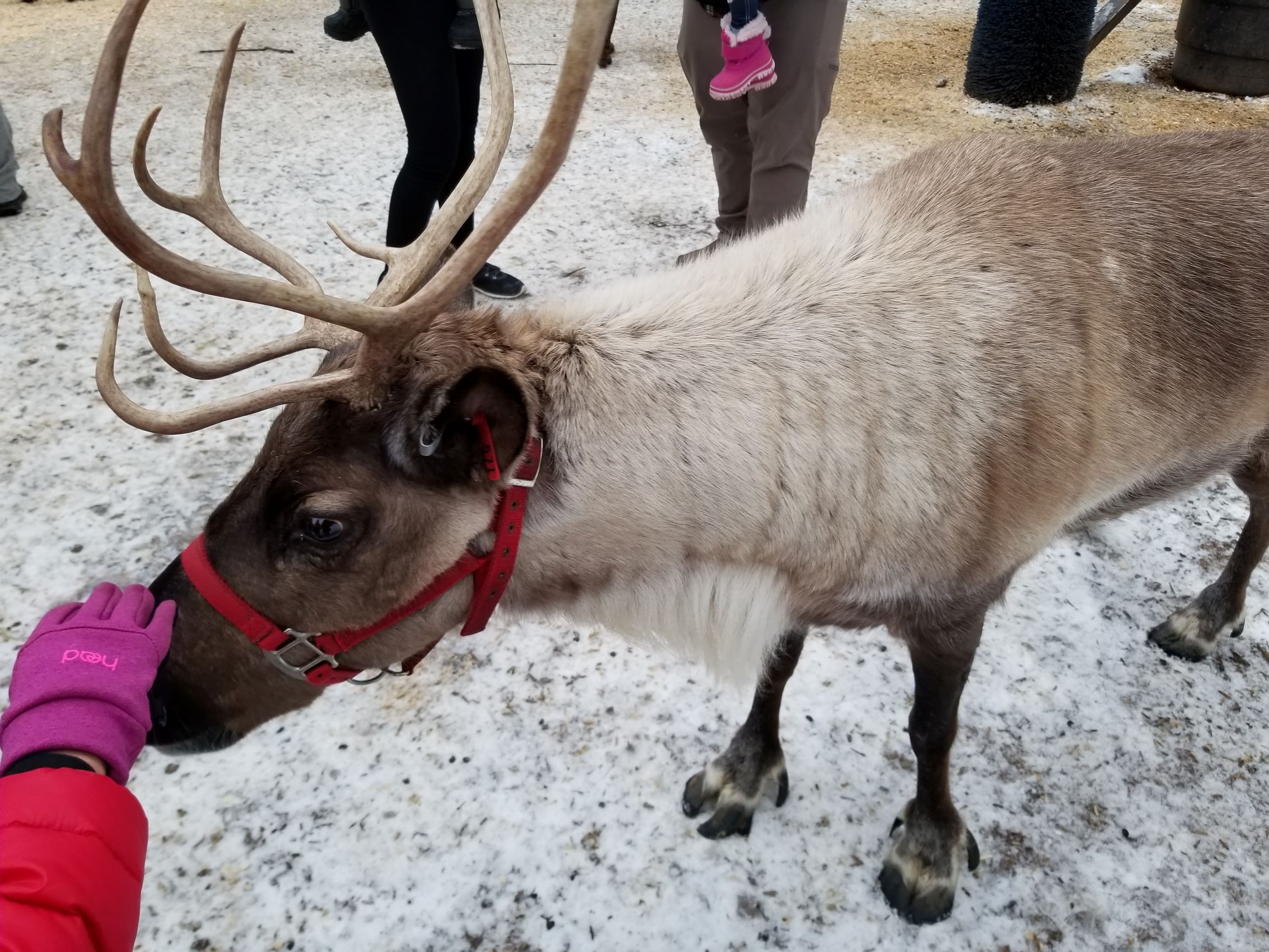Winter Magic at Leavenworth Reindeer Farm