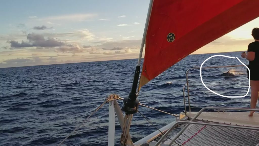 Dolphin swimming alongside the Holokai catamaran.