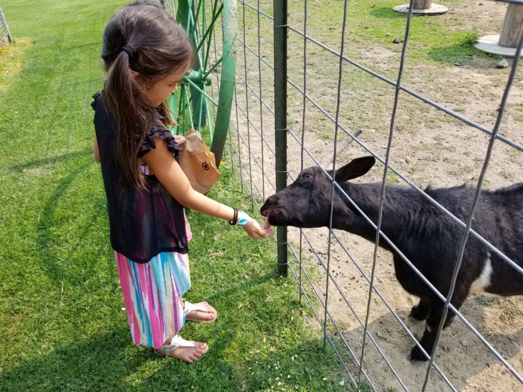 feeding goats at smallwood's harvest