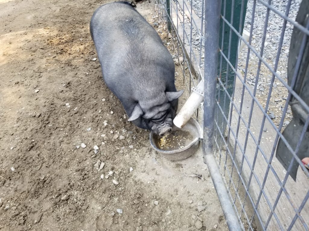 pigs at smallwood's harvest